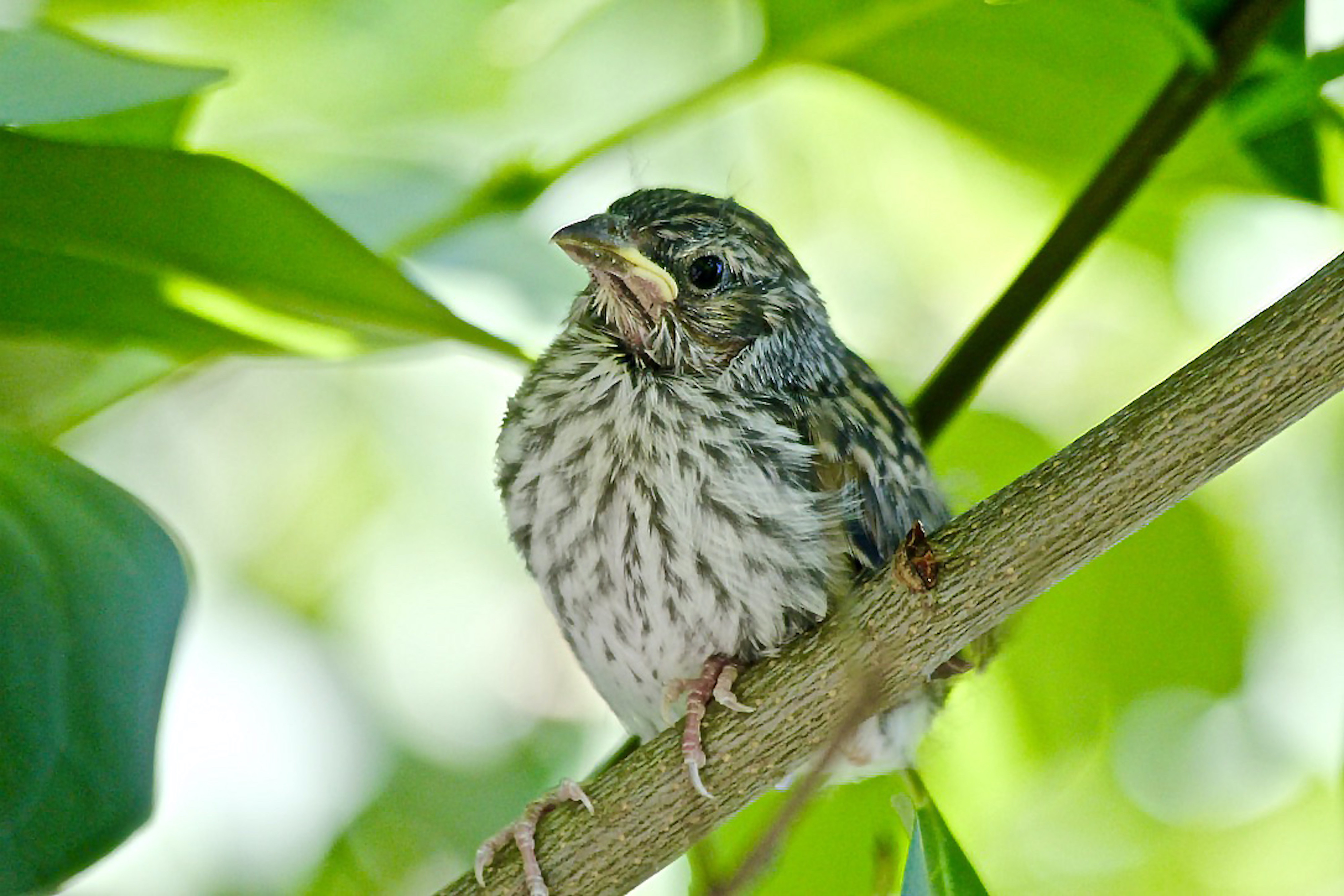 Baby Sparrow | Shutterbug